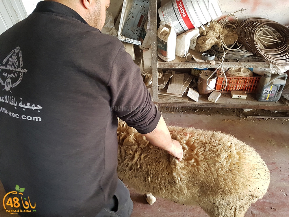 dab7 kharoof jam3iya (6).jpg